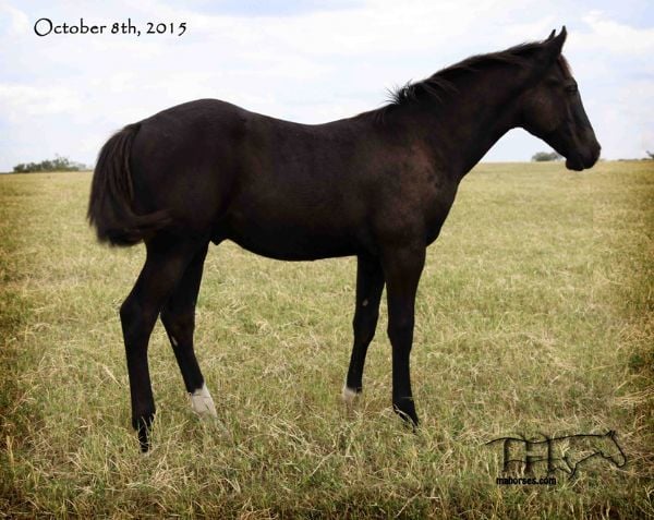 NR Dee Hancock's 2015 Colt